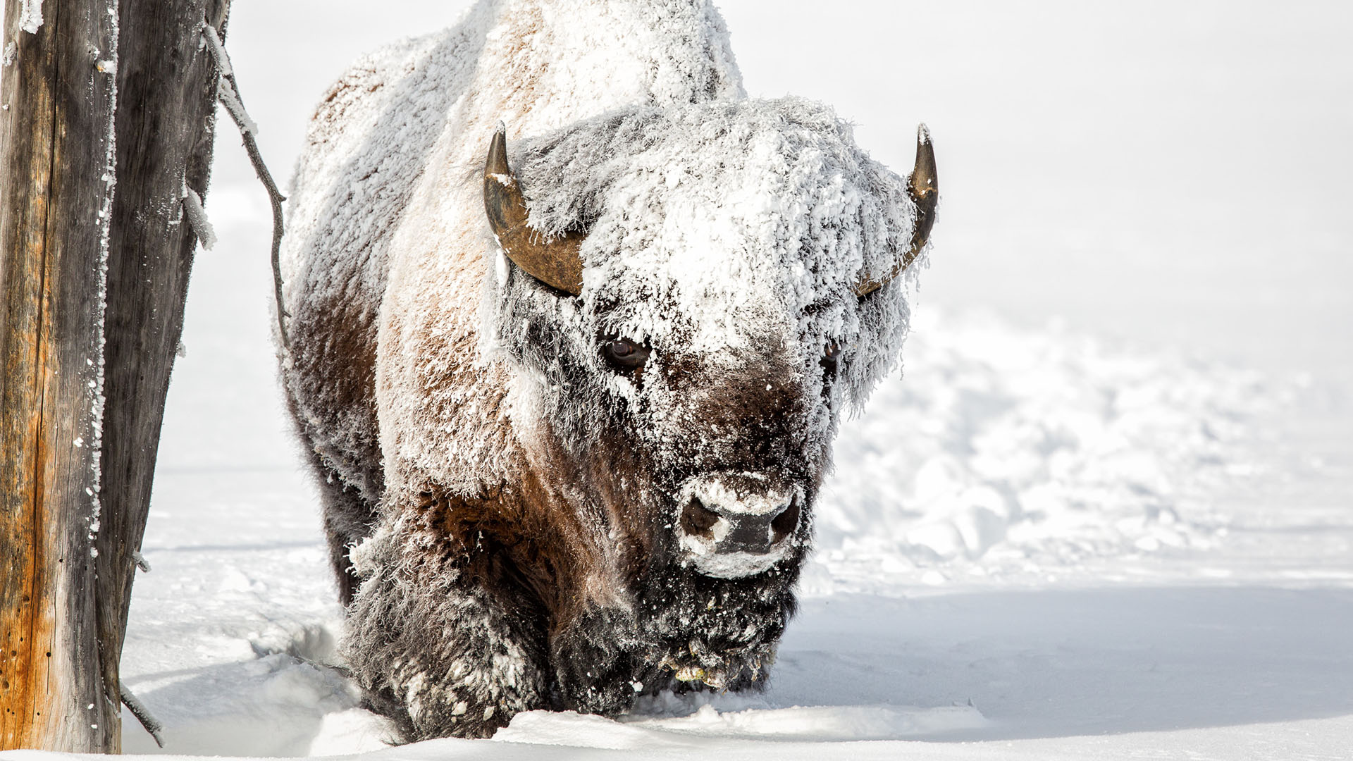 Yellowstone National Park in Winter