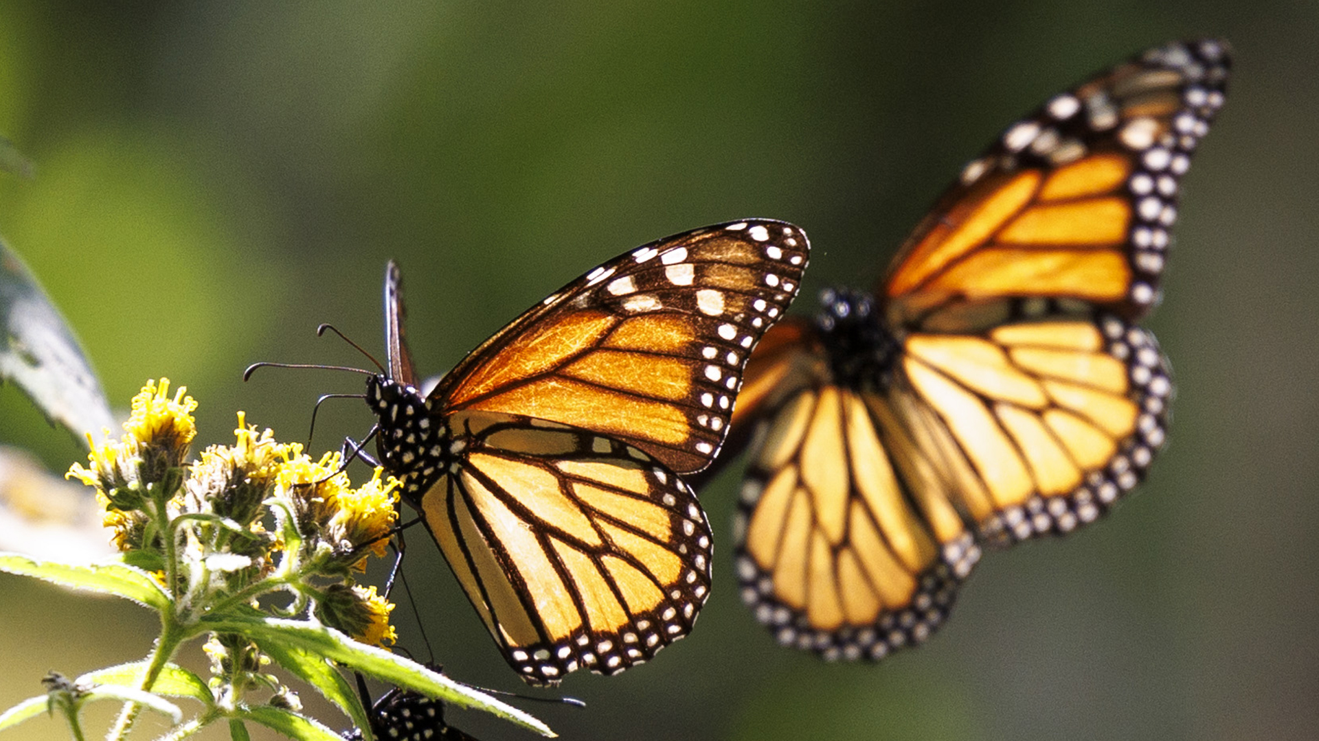 Weekend Getaway From Mexico City to See Butterflies